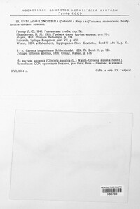 Ustilago filiformis image